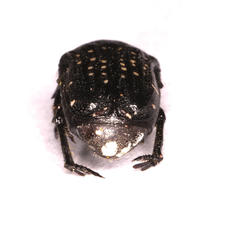 Elaphinis latecostata