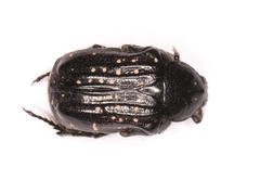 Elaphinis latecostata