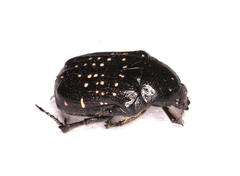 Elaphinis latecostata