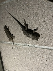 Sceloporus occidentalis