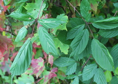 Neolasioptera farinosa