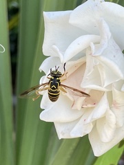 Spilomyia longicornis