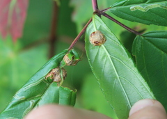 Neolasioptera farinosa