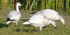 Anser caerulescens × rossii