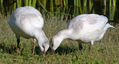 Anser caerulescens × rossii