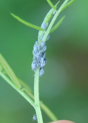 Aphis craccae