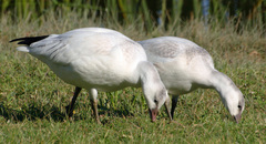 Anser caerulescens × rossii