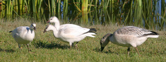 Anser caerulescens × rossii