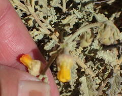 Hermannia disermifolia