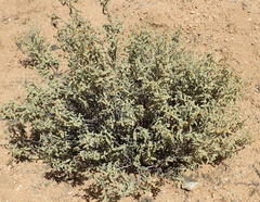 Hermannia disermifolia