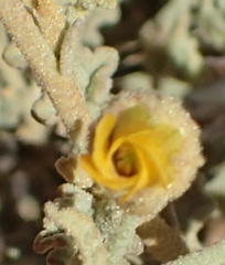 Hermannia disermifolia