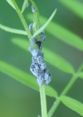 Aphis craccae