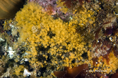 Pycnoclavella stanleyi