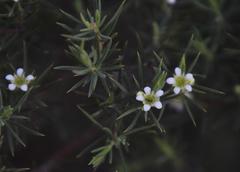 Diosma acmaeophylla