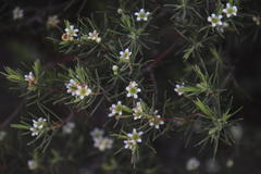 Diosma acmaeophylla