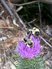 Bombus fervidus