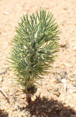 Eriospermum paradoxum