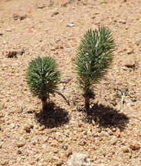 Eriospermum paradoxum