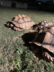 Centrochelys sulcata