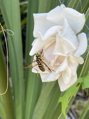 Spilomyia longicornis