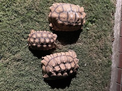 Centrochelys sulcata