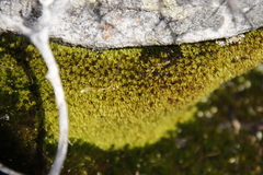 Crossidium spiralifolium