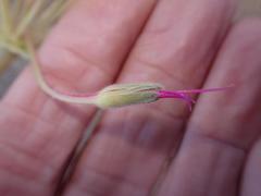 Pelargonium incrassatum