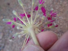 Pelargonium incrassatum