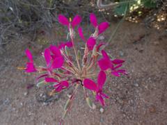 Pelargonium incrassatum