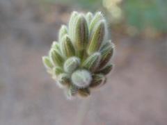 Pelargonium incrassatum