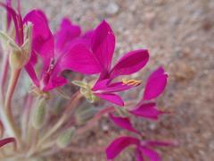 Pelargonium incrassatum