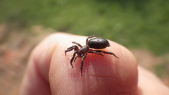 Gnaphosidae
