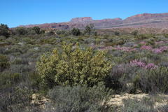 Leucadendron loranthifolium