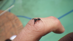 Salticidae