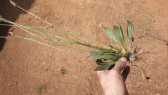 Plantago lanceolata