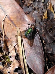 Blepharicnema splendens