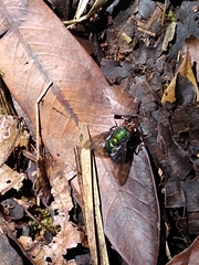 Blepharicnema splendens