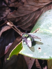 Blepharicnema splendens