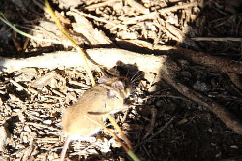 California Mouse