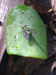 Blepharicnema splendens