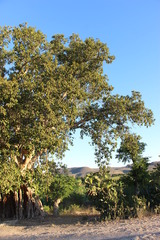 Ficus grevei