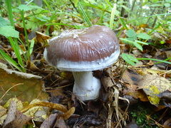 Cortinarius praestans