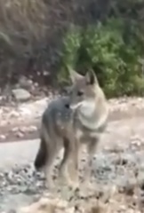 Canis aureus syriacus