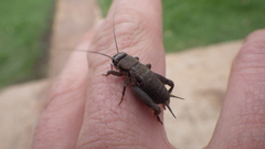 Gryllidae