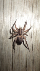 Lycosidae