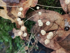 Marasmius bulliardii