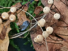 Marasmius bulliardii