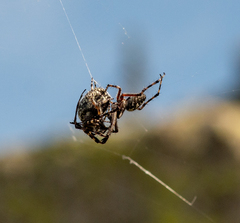 Aculepeira carbonarioides