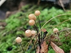Marasmius bulliardii