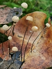 Marasmius bulliardii